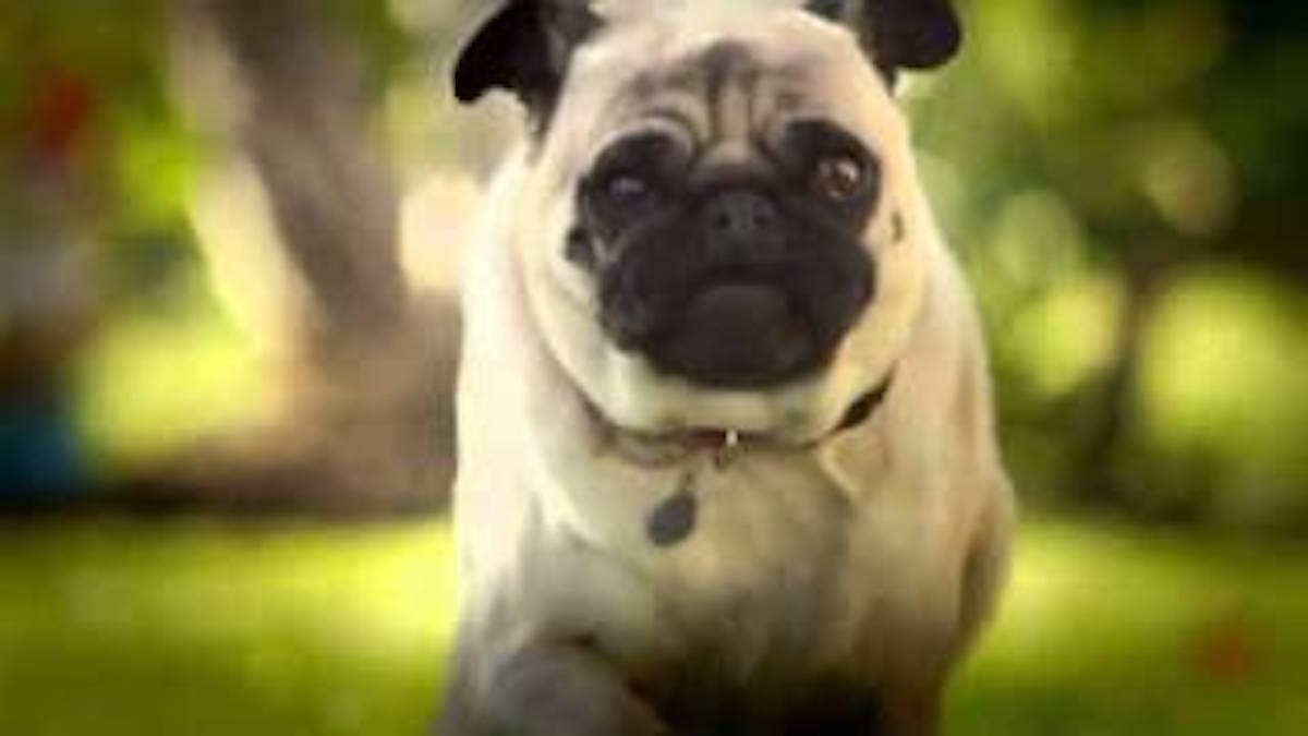 Doritos Unveils Superbowl Commercial Pug Attack