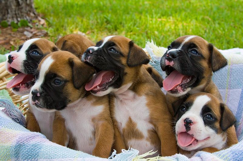 boxer large litter puppy