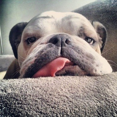 Bulldog slobber and tongue out