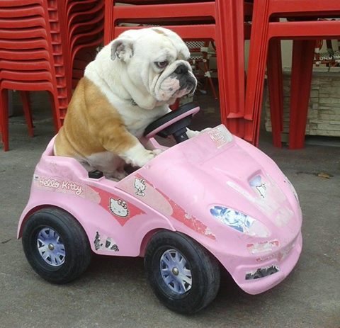 bulldog riding car