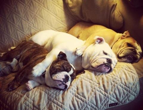three bulldogs sleeping together