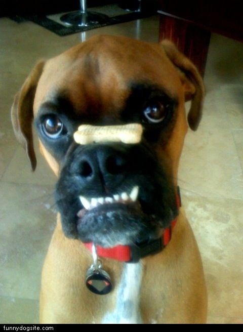 boxer dog jaw