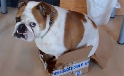 bulldog trying to fit in small box