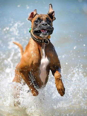 boxer hunting fast