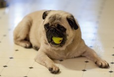 10 Unexpected Human Foods You Can Feed Your Dogs Without Worry