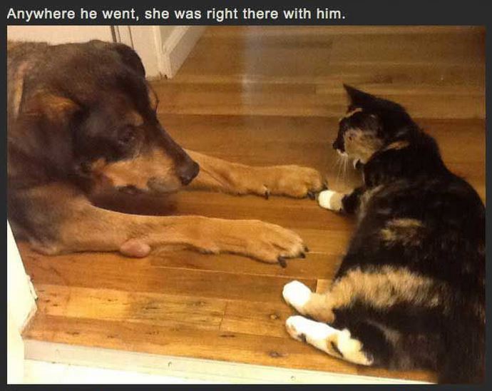 Cat Misses Dog 7