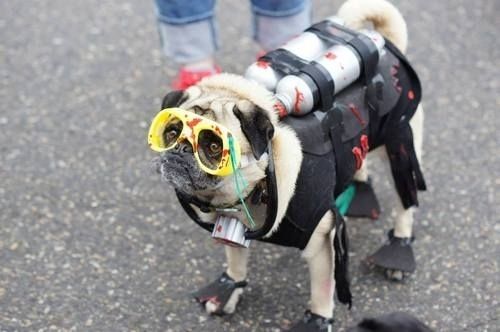 Deep Sea Diver Pug