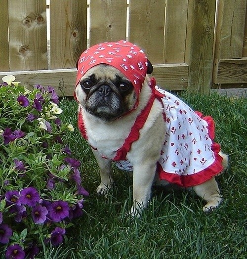 Gardener Pug