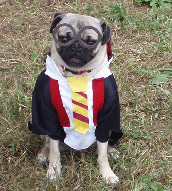 Harry Potter Pug