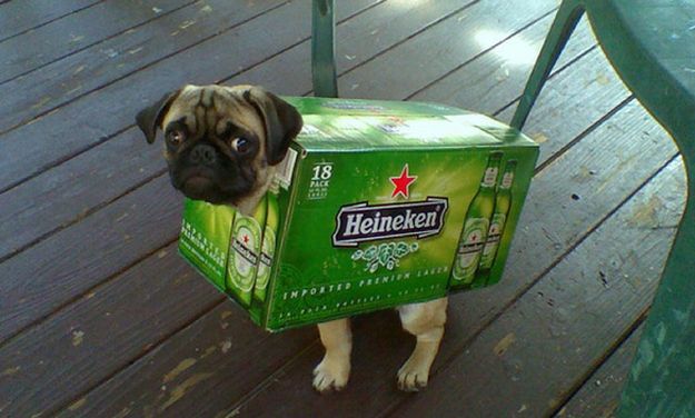 Heineken Pug