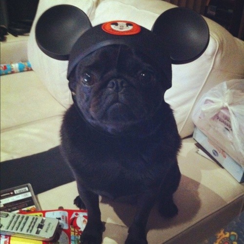 Mickey Pug!