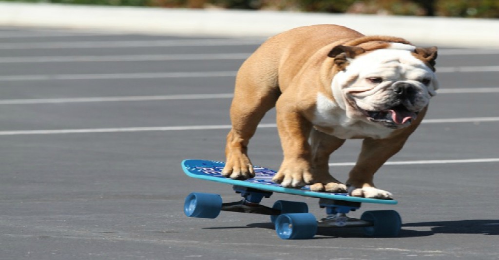 Skateboarding Bulldog