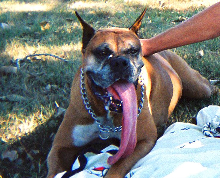 boxer long tongue