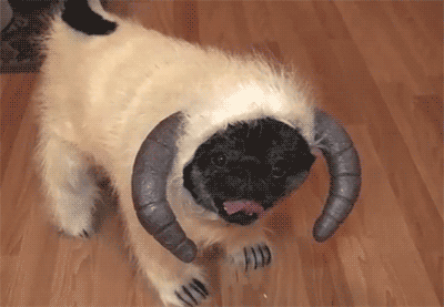 41 Reasons Why Pugs Are The Most Majestic Creatures On Earth