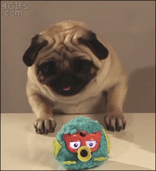 41 Reasons Why Pugs Are The Most Majestic Creatures On Earth