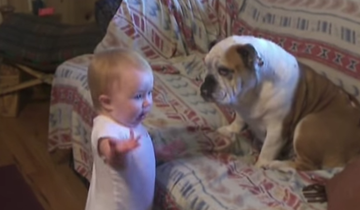 baby argues with bulldog