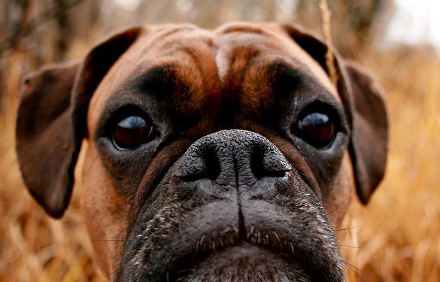 boxer nose