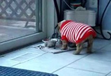 Bulldog Puppy Throws Temper Tantrum Over New Sweater! It’s The Cutest Thing EVER!!