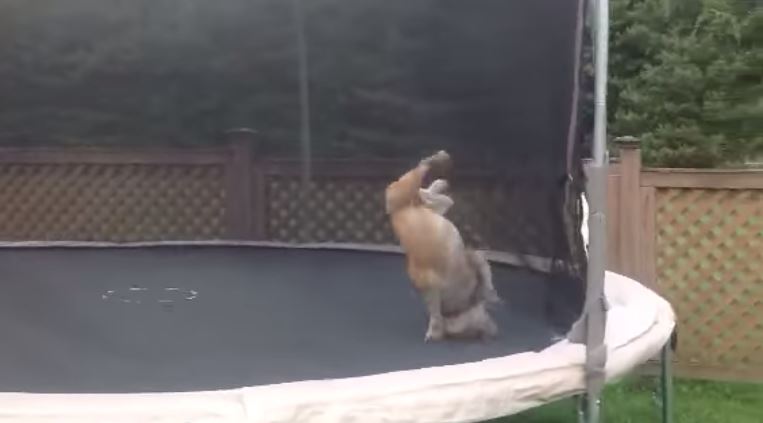 english-bulldog-boucing-on-trampoline
