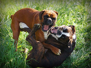 boxer dog fighting biting