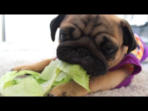 pug eating lettuce