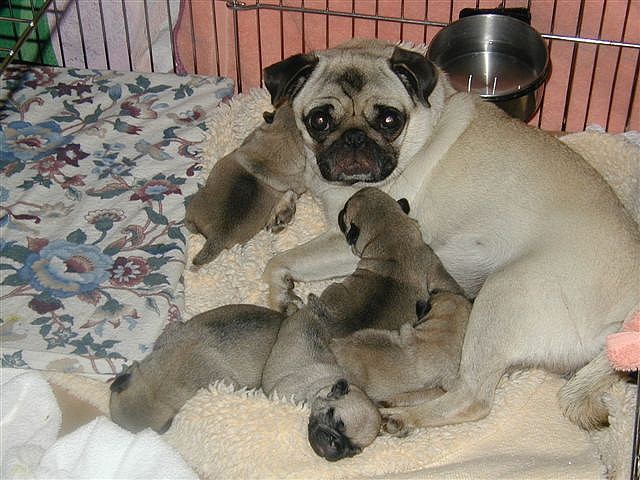 pug litter