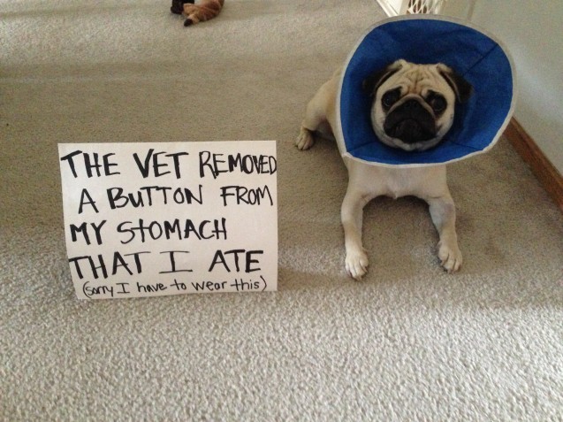 $1000 in vet bills later…and Bubba regrets nothing!