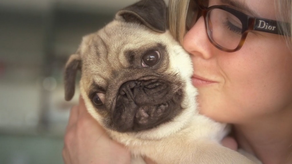 12-facts-that-prove-pugs-are-awesome