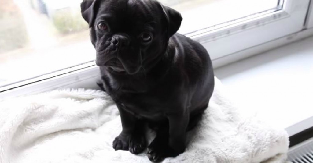 deaf pug deaf pug excited to see owner return home page 2 of 2 pawbuzz deaf pug deaf pug excited to see owner return home page 2 of 2 pawbuzz