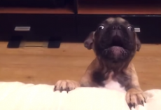 French Bulldog Asks To Go On Couch And It’s The Funniest Thing EVER!