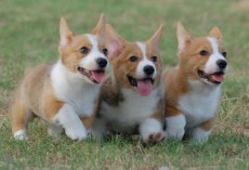20 Things All Corgi Owners Must Never Forget