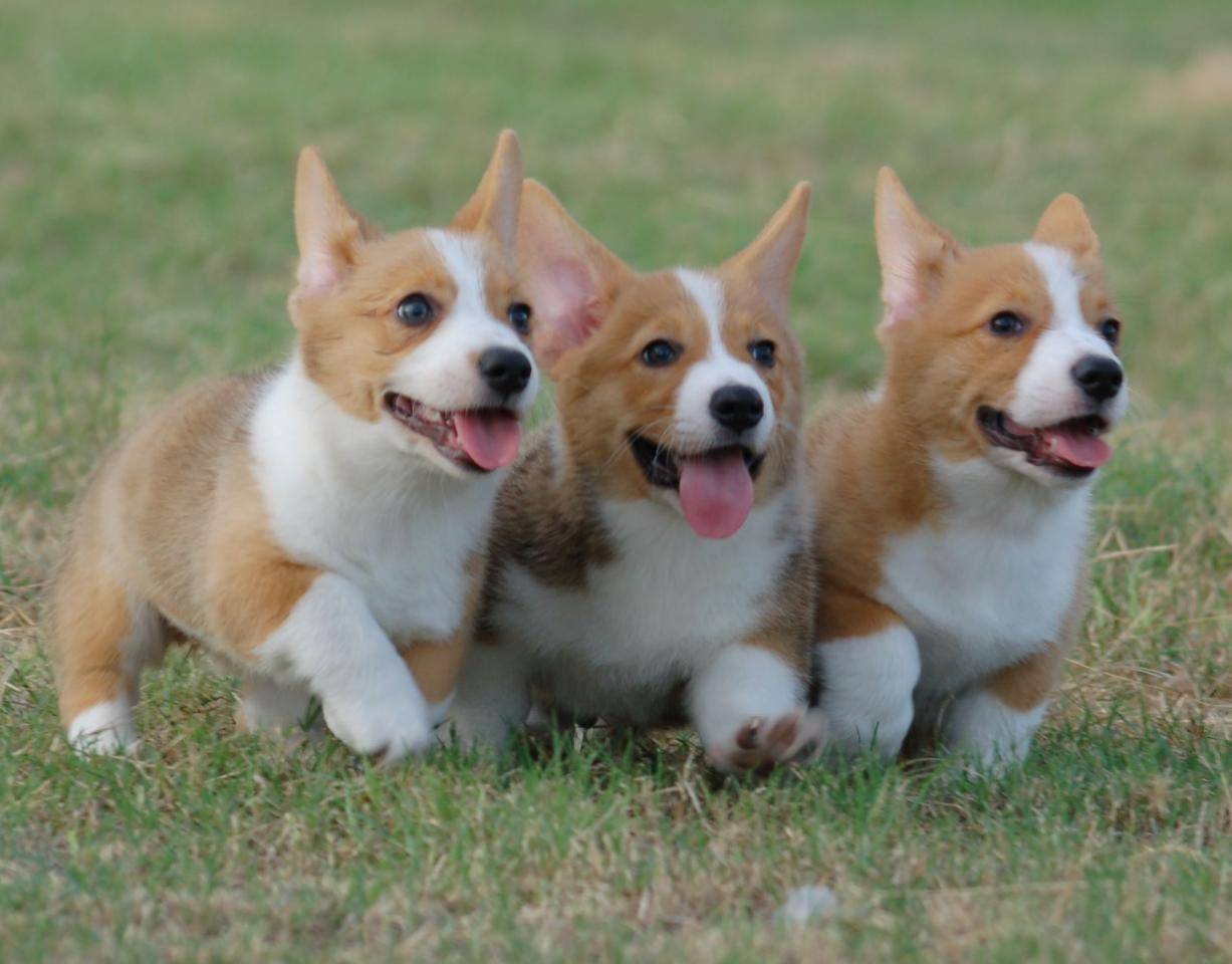 15 Signs You re A Crazy Corgi Person And Damn Proud To Be 15 Signs You re A Crazy Corgi Person And Damn Proud To Be