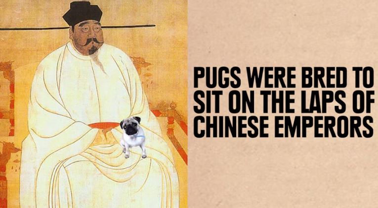 pug chinese emperor lap dog