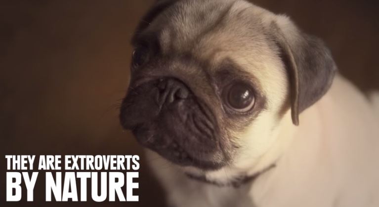 pug are extroverts