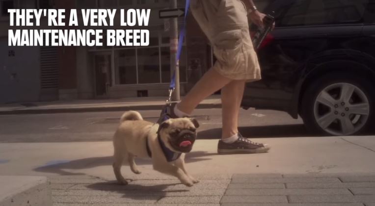 pug low maintenance dog breed