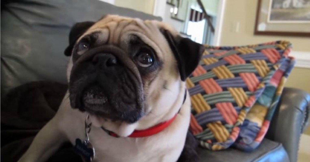 Pug-Gets-Scolded