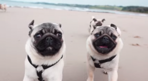 rescued-pugs-on-the-beach