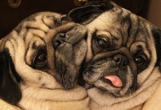 loca the pug died top 10 reasons why owning an bulldog is the coolest thing pawbuzz loca the pug died top 10 reasons why owning an bulldog is the coolest thing pawbuzz