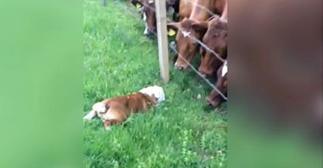 bulldog meets cows