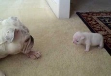 This Mama Gave Her Puppy A Pat On His Head. His Response? Cutest Bulldog Tantrum Ever!