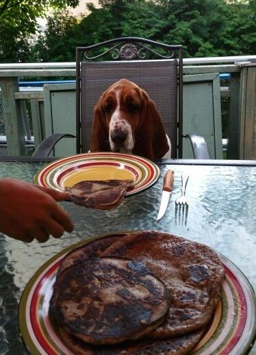 Basset Hound dinner