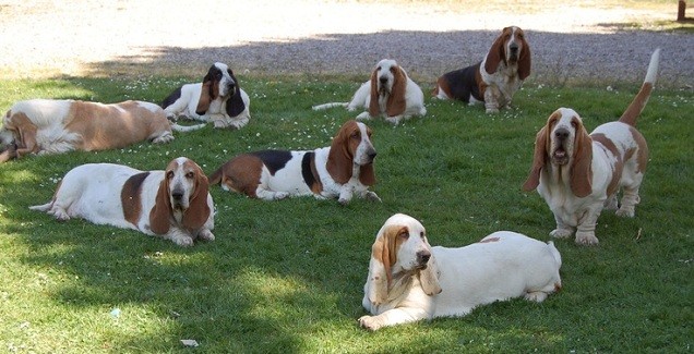 Basset Hound pack