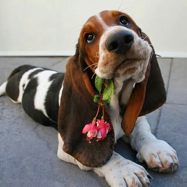 Basset Hound with flower