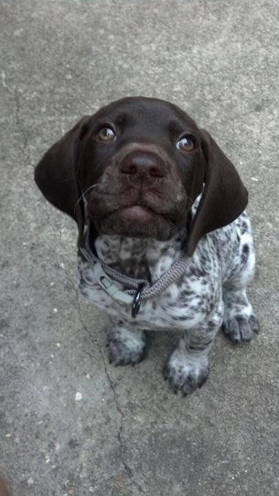 baby-pointer-dog