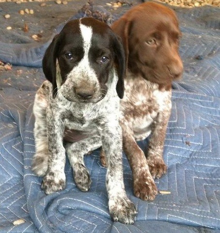 baby-pointer-puppies