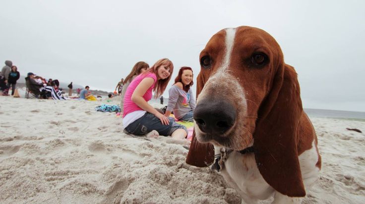 basset hound weekend