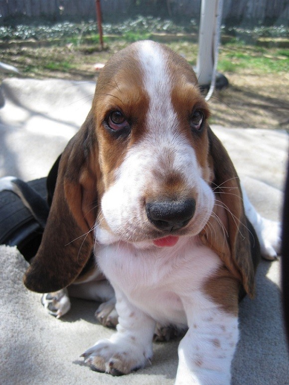 cute basset hound puppy