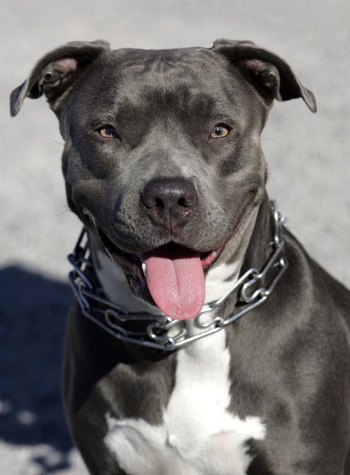 cute pit bull tongue out