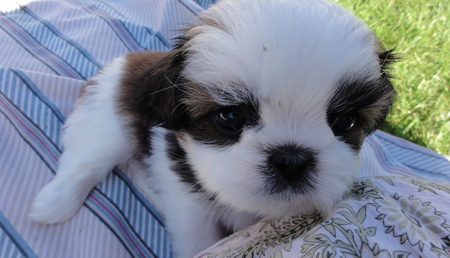 cute shih tzu puppy