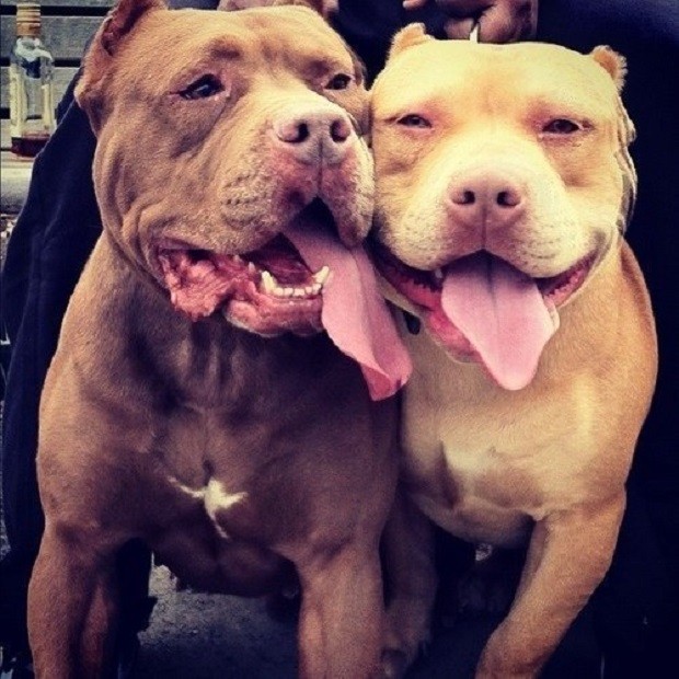 dogs cute pit bulls